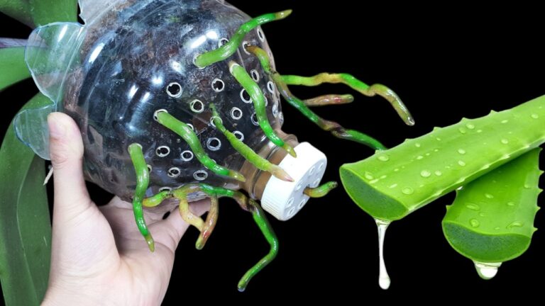 5 geniale Tipps zum Orhideen-Anbau in Plastikflaschen – Blüten für immer!