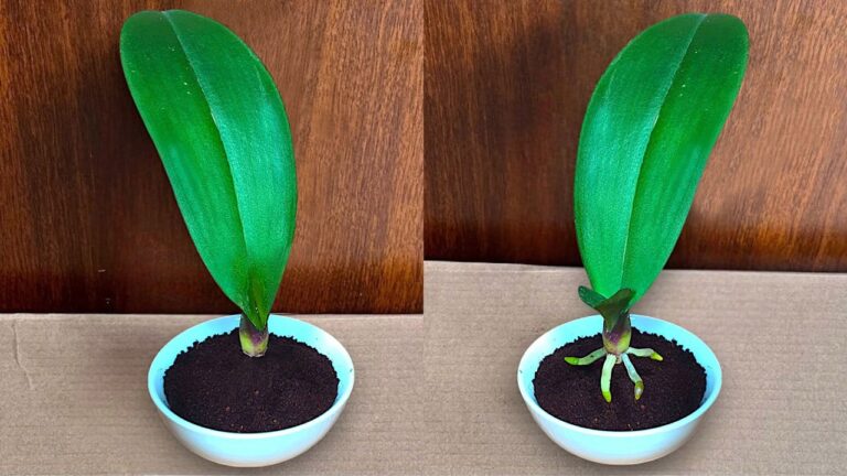 7 Tipps, wie Orchideenblätter sofort Wurzeln schlagen und ganzjährig blühen!
