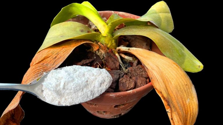 Eine Löffelmethode für gesunde Orchideen: So blühen sie innerhalb von 7 Tagen!
