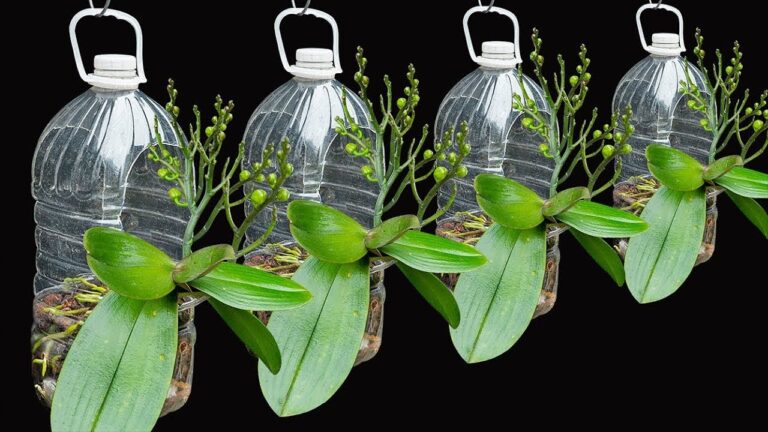 8 Geheimtipps für Orchideen: Mit Plastikflasche zu vielen neuen Blüten!