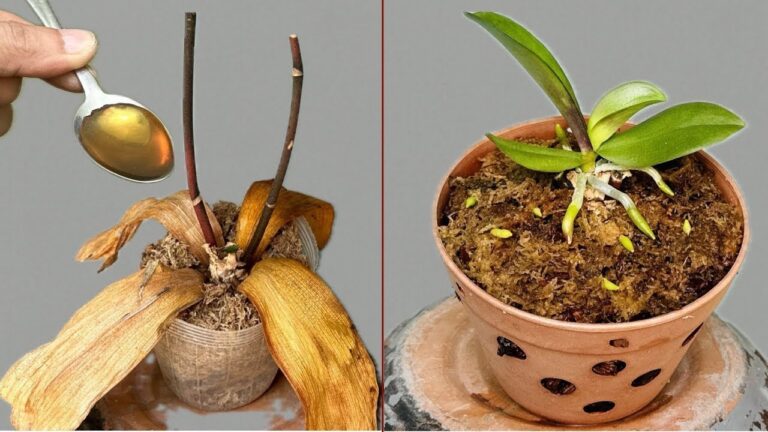 1 Löffel auf tote Orchideenwurzeln: So erblühen sie das ganze Jahr!
