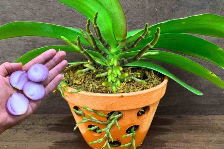 Der beste Trick, um deine Orchideen zum Blühen zu bringen