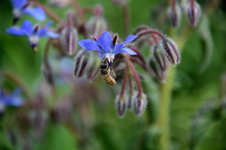 60 Pflanzen, die Bienen, Schmetterlinge und andere wichtige Insekten anziehen