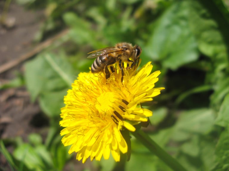 Bewahre die Löwenzahnblüten nicht nur für die Bienen auf