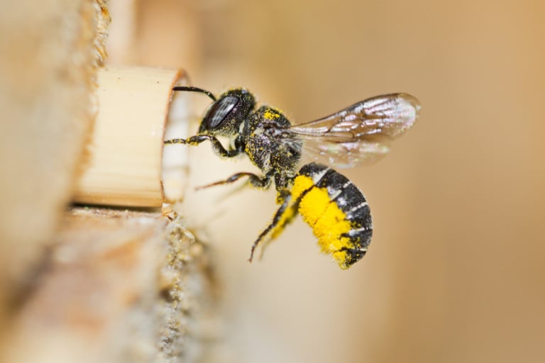 Ist dein Bienenhotel wirklich eine Todesfalle? So schützt du die Insekten