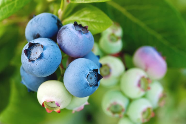 So gelingt die Ernte dicker Blaubeeren Jahr für Jahr