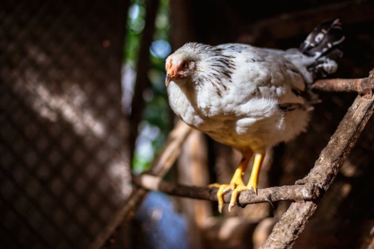 Hühnerstall selbst bauen: So gelingt’s mit Ästen