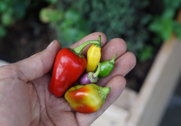 10 scharfe Paprika, die du anbauen musst, wenn du gerne würzig kochst