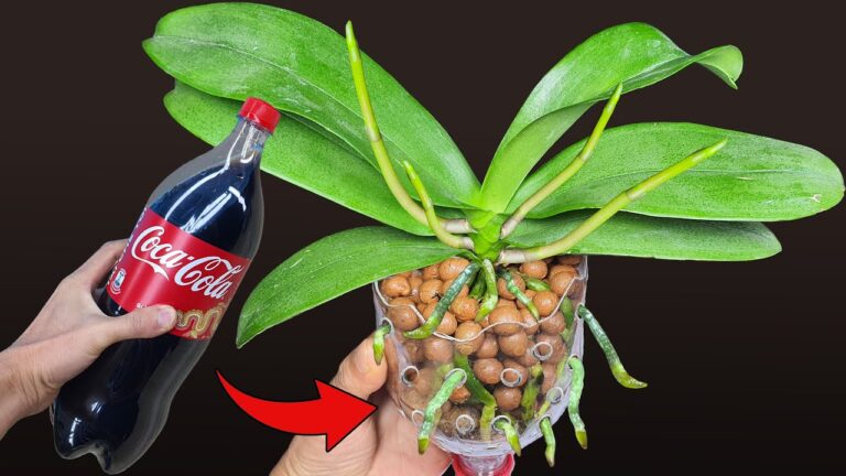 5 einfache Tipps für optimale Orchideenpflege nach dem Blühen