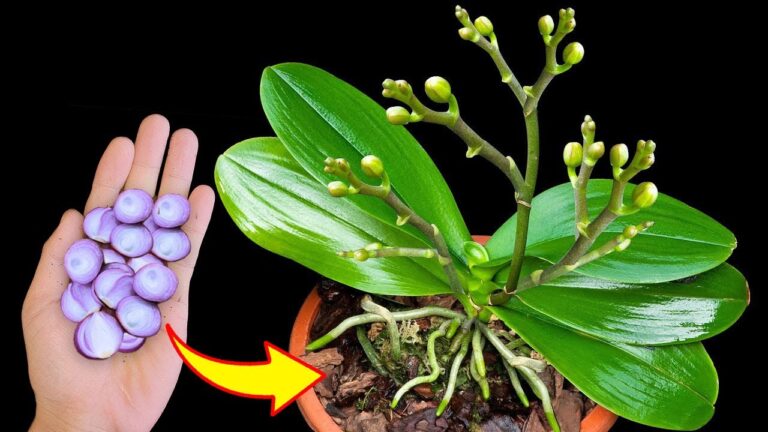 Entdecke 7 Geheimnisse für Orchideen, die 100 mal stärker blühen als B12!