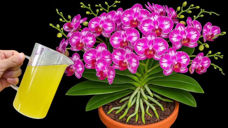 5 wichtige Tipps für die sofortige Blüte deiner Orchideen und längere Freude daran!