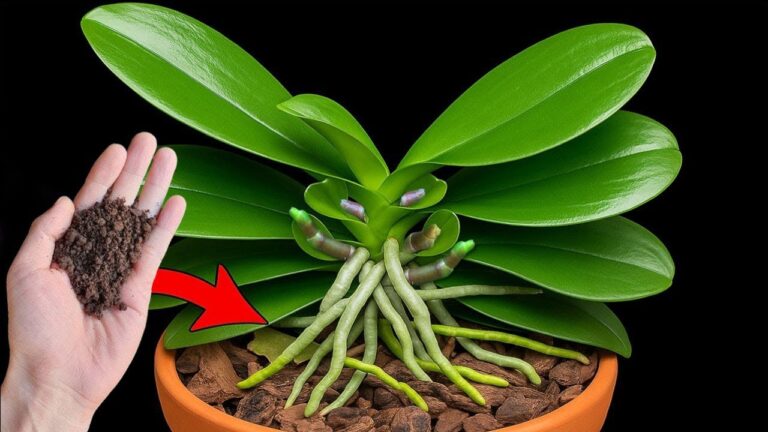 Entdecke, wie 1 Löffel deine Orchideen um 500% zum Blühen bringt!