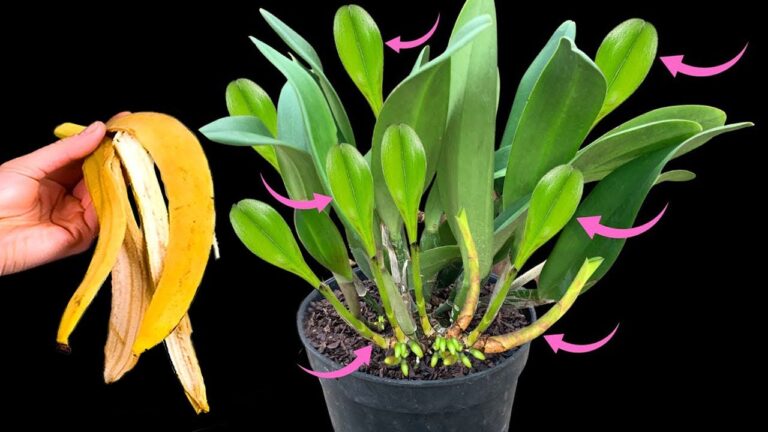 5 Geheimtipps für schnelle Orchideen-Blüten wie ein Pfeil! Entdecke sofort die Methode!