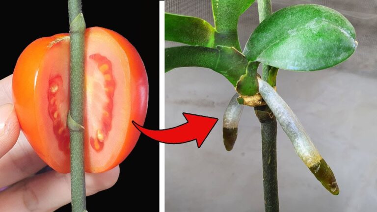 Wachstumsexplosion: 5 magische Früchte für kräftige Orchideenwurzeln entdecken!