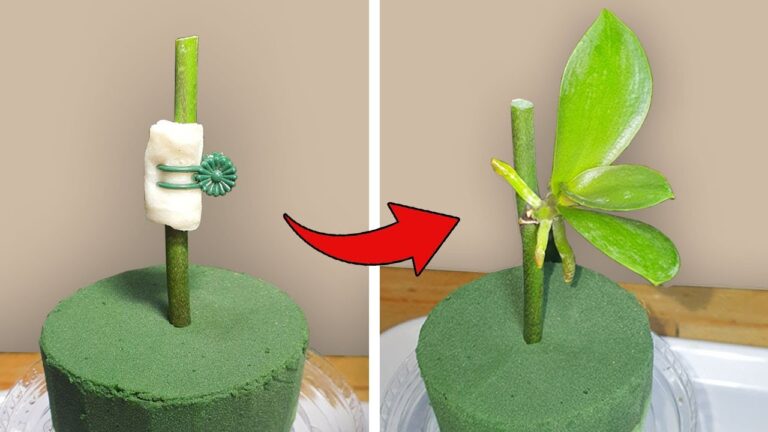 Orchideen vermehren: 5 einfache Schritte für sofortige Wurzelbildung!