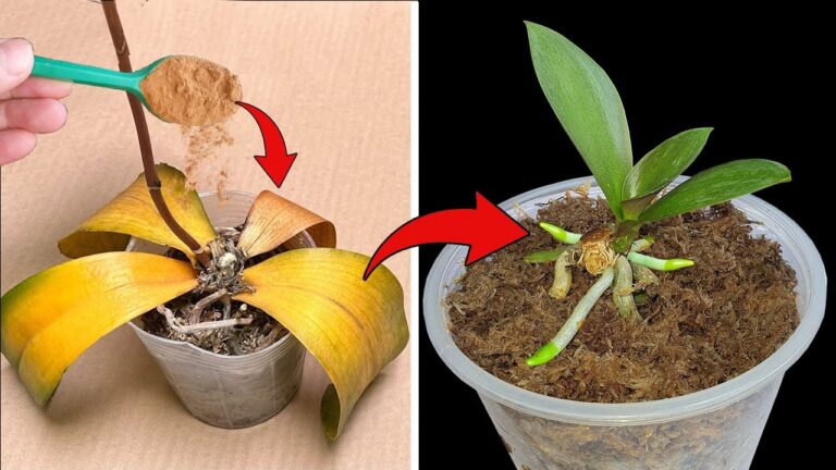 Jede faule Orchidee in nur 3 einfachen Schritten zum Blühen bringen