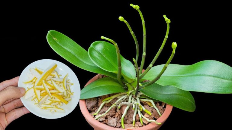 Grapefruit-Schalen: 5 Tipps für üppige Orchideenblüten entdecken!