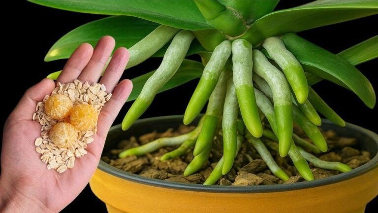 5 Geheimnisse für schnellere Orchideen: So blühen sie sofort auf!
