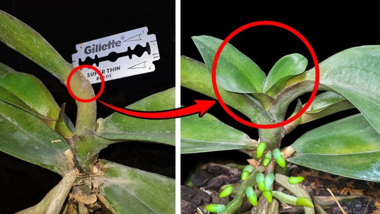 5 Geheimnisse für das sofortige Wachstum neuer Blätter bei Orchideen