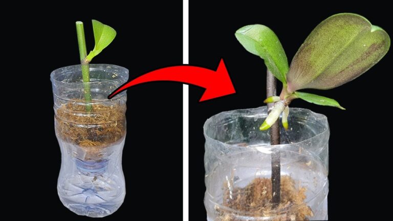 5 einfache Schritte zur Vermehrung von Orchideen mit einer einzigartigen Methode