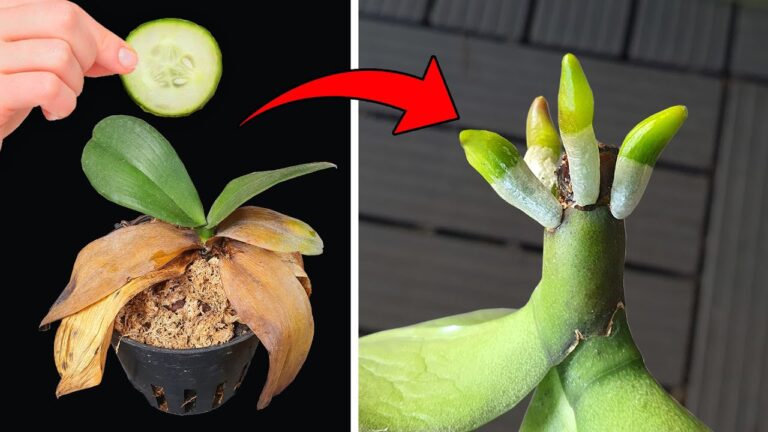 Eine einzige Scheibe für eine verwelkte Orchidee: So wachsen 5 neue Wurzeln!