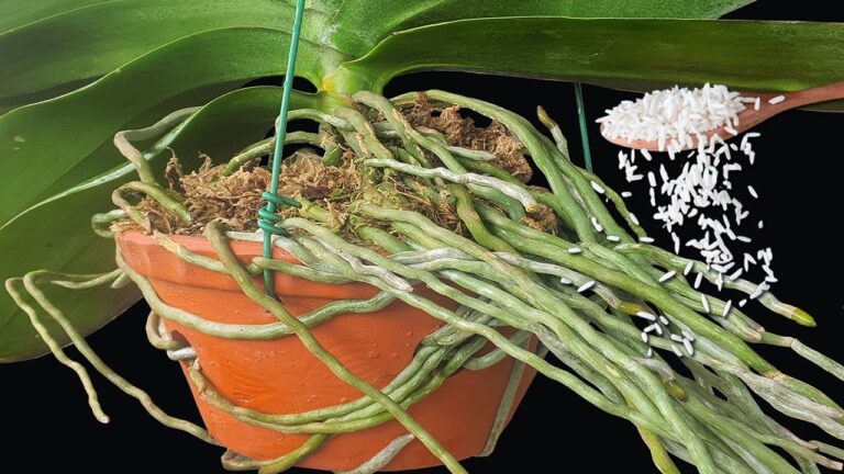 Eine Löffel-Kraft: 5 Tipps, damit deine Orchidee viele Wurzeln sprießen kann
