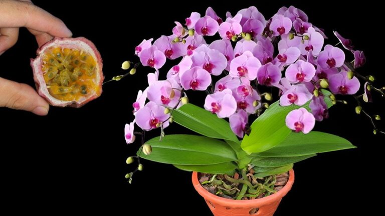 7 Tipps für magisches Orchideenwachstum: Lass deine Pflanzen erblühen!