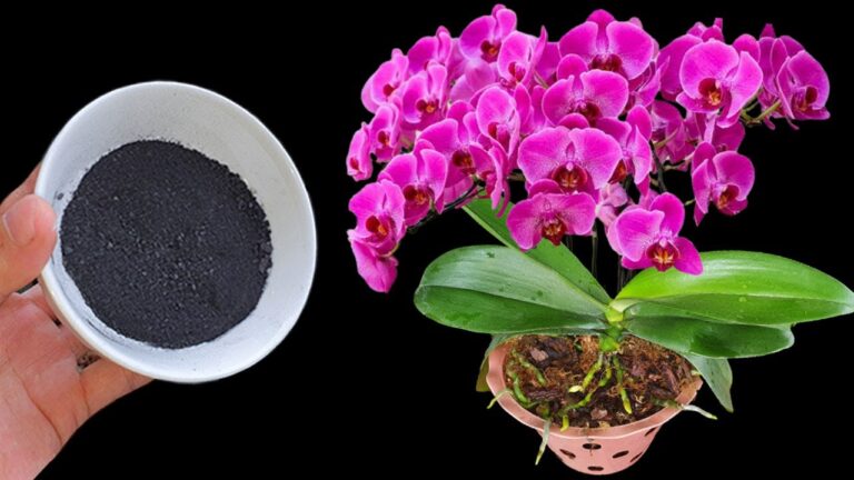 Zauberhafte Orchideen: 1 Tasse dieses Pulvers für überwältigende Ergebnisse!