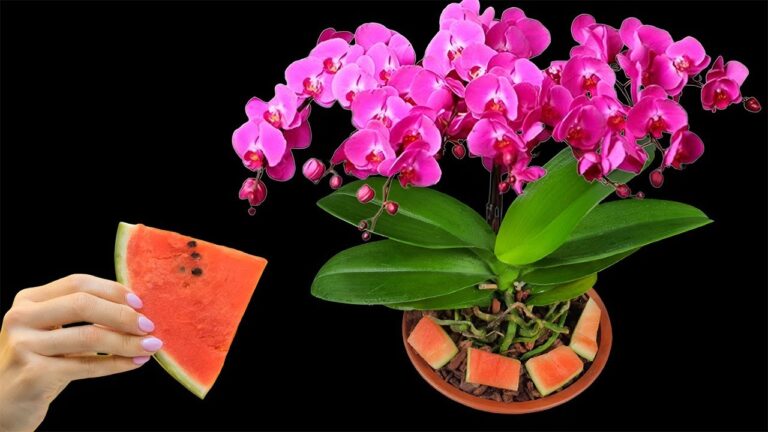 Wachse 365 Tage im Jahr: Orchideen aus Wassermelone züchten und blühen lassen!