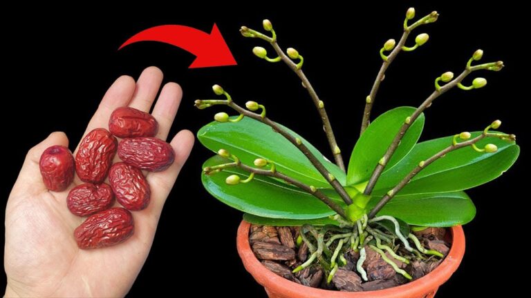 Mit nur 1 Frucht Orchideen züchten: So blühen sie ständig und entwickeln viele Äste!