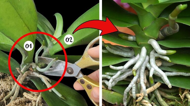 5 magische Tipps zur Auffrischung deiner Orchideen – so gelingt die Pflege!