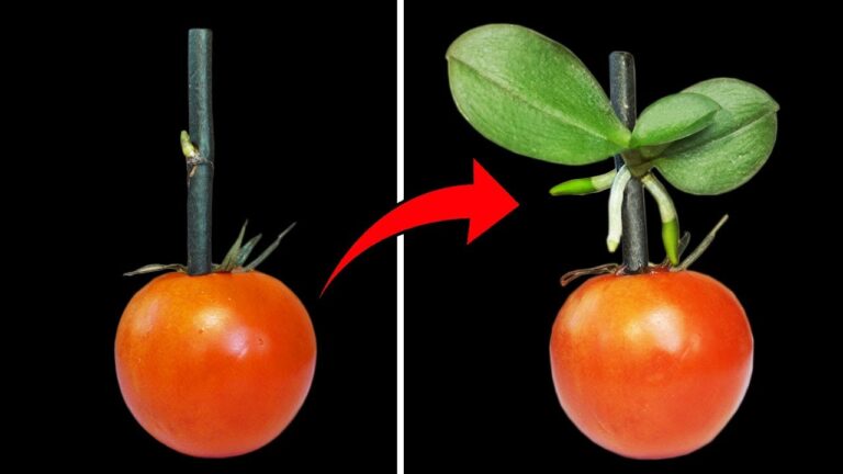 Entdecke 5 erstaunliche Vorteile von Orchideen für deine Tomatenpflanzen!