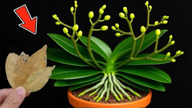 Orchideen wachsen 300 Mal schneller mit einem einfachen Trick – entdecke das Geheimnis!
