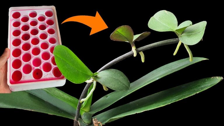 5 erstaunliche Schritte, um Orchideen erfolgreich zu propagieren!
