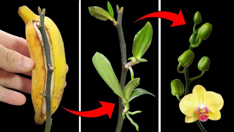 5 einfache Schritte, um Phalaenopsis Orchideen erfolgreich zu vermehren!