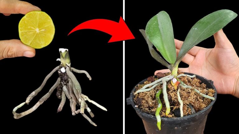 5 geniale Wege, wie Zitronen verwelkte Orchideen und kleine Bäume beleben!