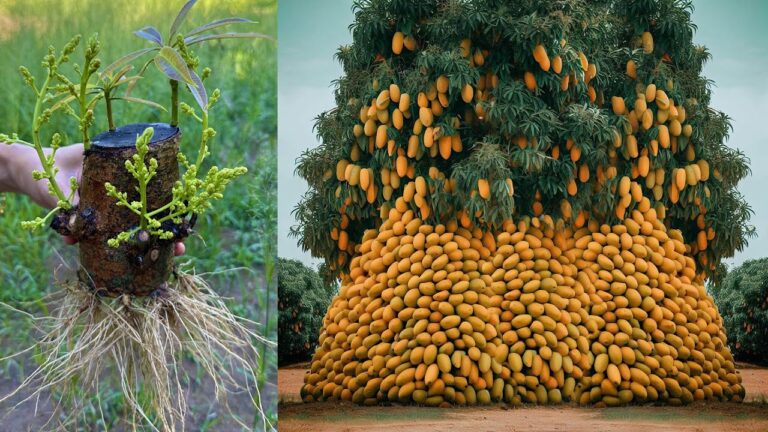 5 Tipps für die Vermehrung von Mango-Bäumen aus Stecklingen und fruchtbare Ernte