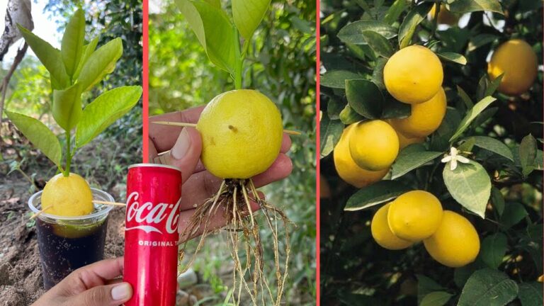 10 einzigartige Tricks für frische Zitronen und erfrischende Getränke