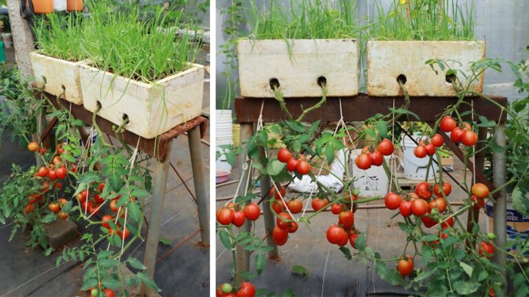 10 geniale Tipps für das Wachstum von umgedrehten Tomaten und jede Menge Ernte!