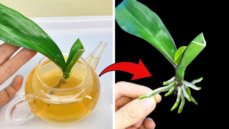5 erstaunliche Tipps, wie du deine faulige Orchidee sofort zum Blühen bringst