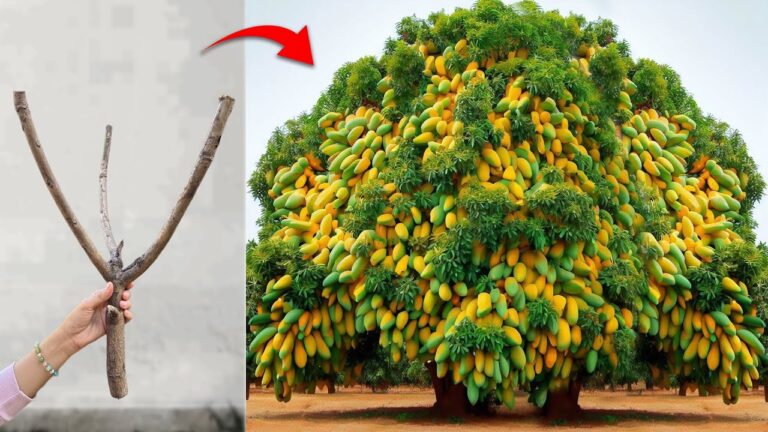 5 Tipps für das Veredeln von Mango und Apfel – Unglaubliche Ergebnisse entdecken!