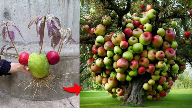 Mango- und Apfel-Interaktion: 5 Tipps zur fruchtbaren Veredlung mit Aloe Vera!
