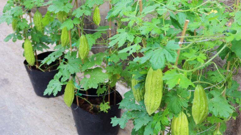 5 einfache Schritte, um Bittermelone aus Samen zu ziehen