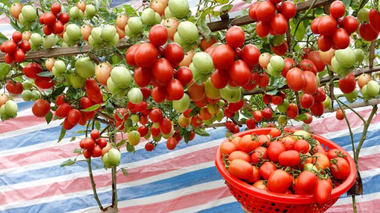 7 einfache Tipps für ertragreiches Tomatenanbauen im eigenen Garten