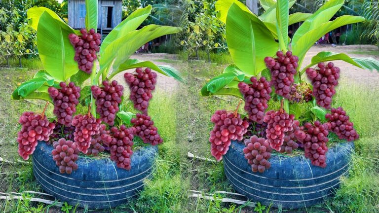 5 Schritte zur Vermehrung von Bananen mit Trauben für mehr Ertrag!