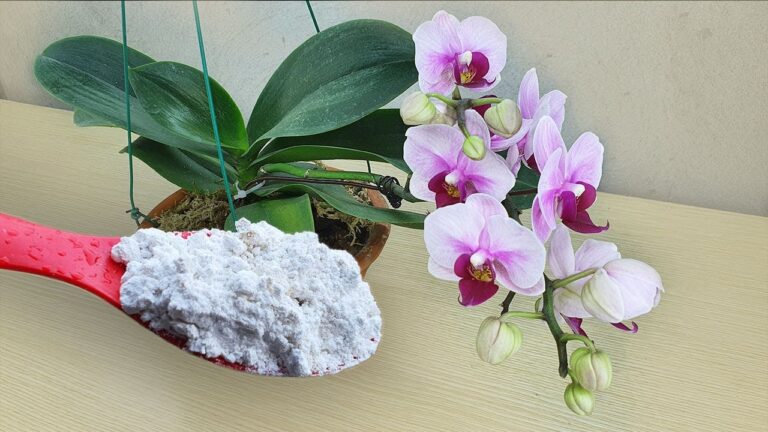 6 magische Tipps, um verwelkte Orchideen sofort zum Blühen zu bringen