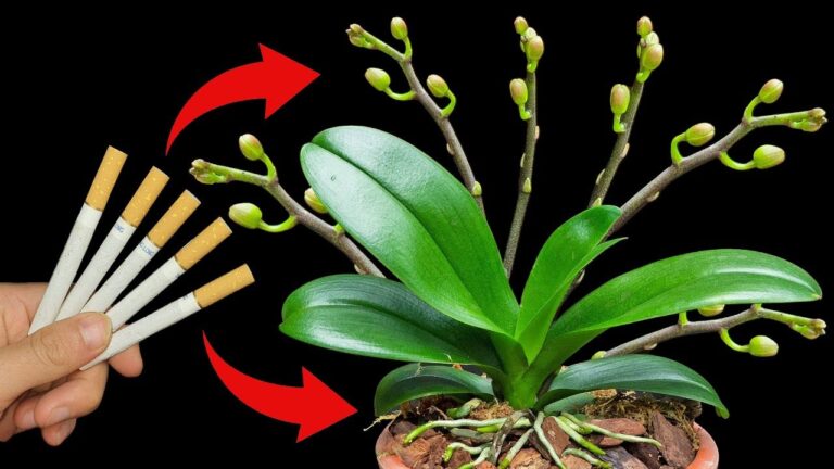 Orchideenpflege: 5 Geheimtipps für überwältigende Blütenbildung!