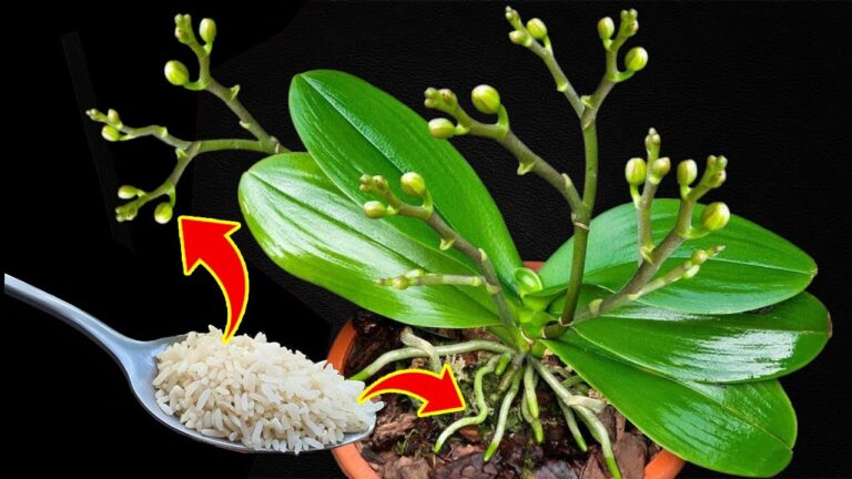 500% mehr Wachstum: So lässt du Orchideen mit einem Löffel aufblühen!