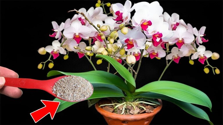 1 Löffel für 500% schnellere Wuchs für Orchideenwurzeln und -triebe! Entdecke das Geheimnis!
