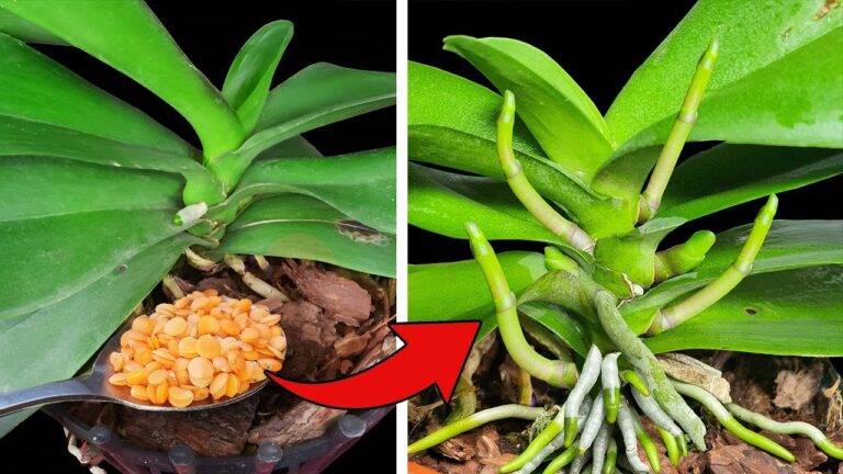 1 Löffel für blühende Orchideen – Tipps für ganzjährige Blüte entdecken!